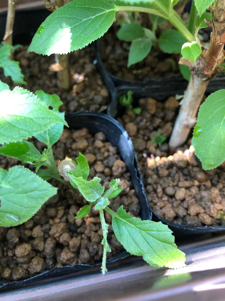 ネズミ？に根こそぎかじられたアナベルの挿し木(休眠枝挿し)｜そだレポ