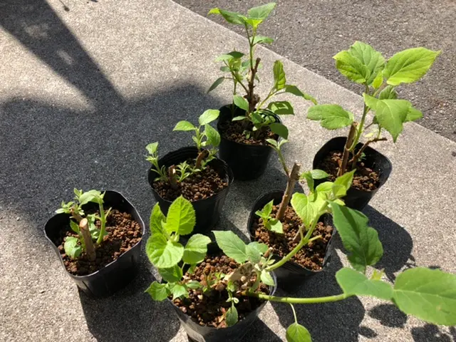 ネズミ？に根こそぎかじられたアナベルの挿し木(休眠枝挿し)｜そだレポ