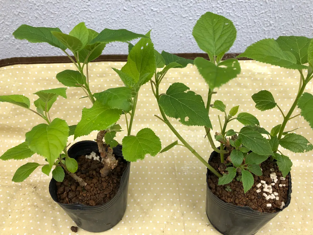 ネズミ？に根こそぎかじられたアナベルの挿し木(休眠枝挿し)｜そだレポ