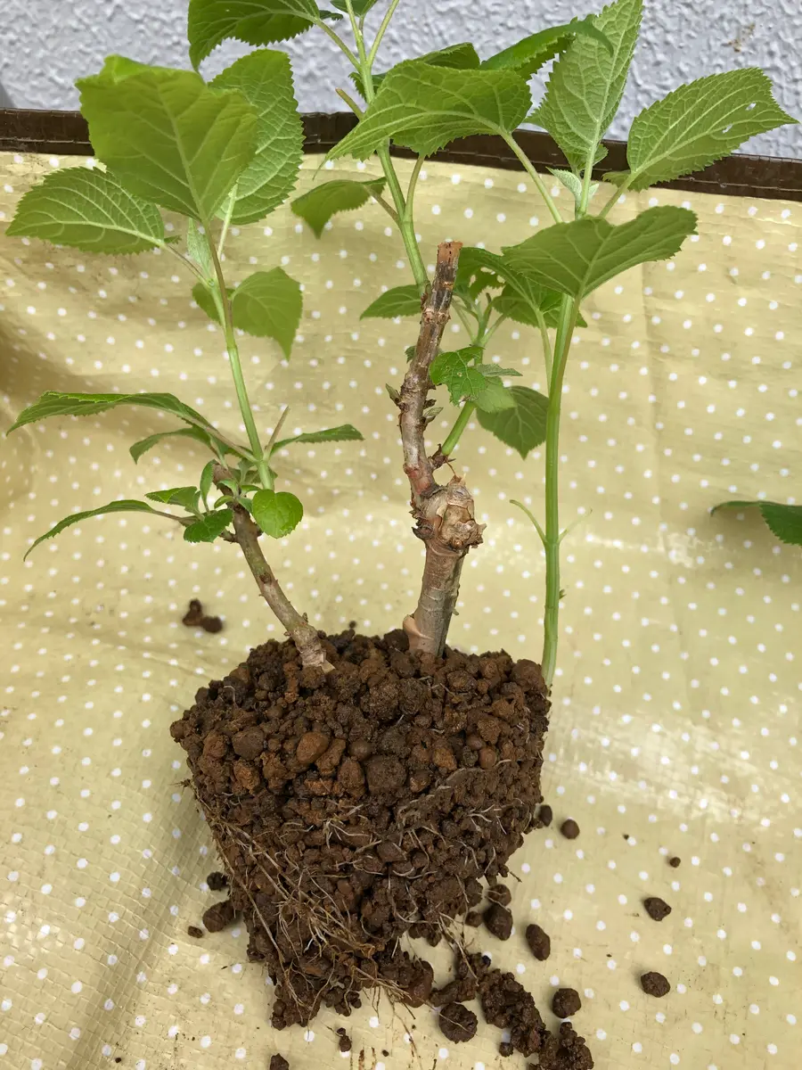 ネズミ？に根こそぎかじられたアナベルの挿し木(休眠枝挿し)｜そだレポ