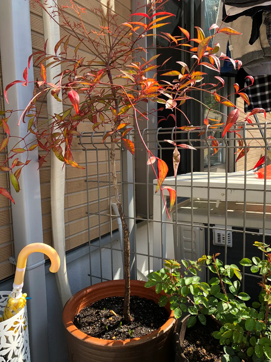 南天（ナンテン）健康的な成長 鉢植え 縁起物・３ 南天（ナンテン）健康的な成長 鉢植え 縁起物・3 南天（ナンテン