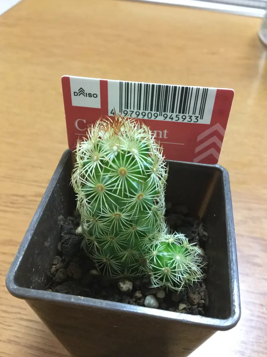 ダ○ソーの100円サボテンを育てる(だいちゃん)｜そだレポ（栽培