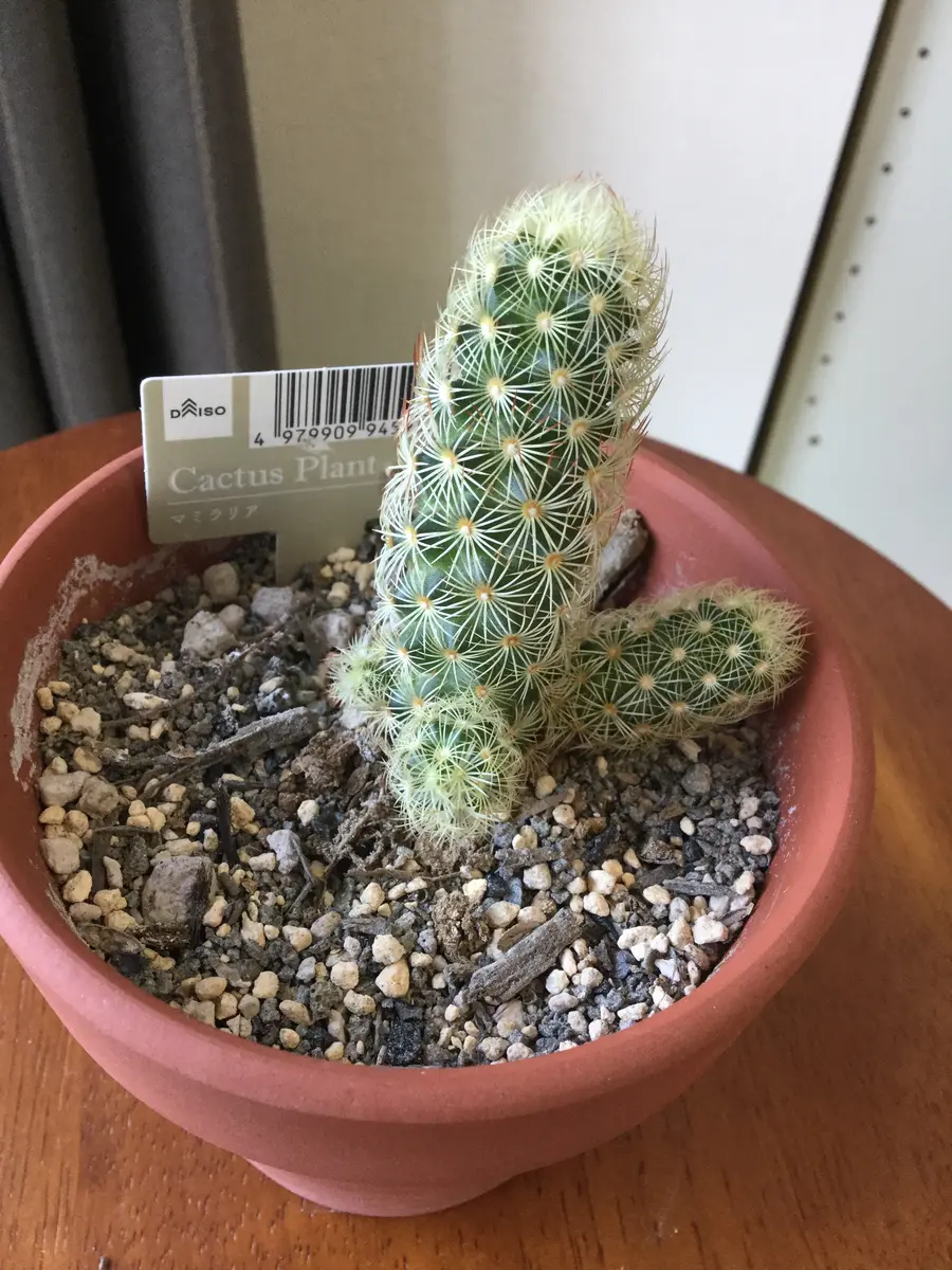 ダ○ソーの100円サボテンを育てる(だいちゃん)｜そだレポ（栽培