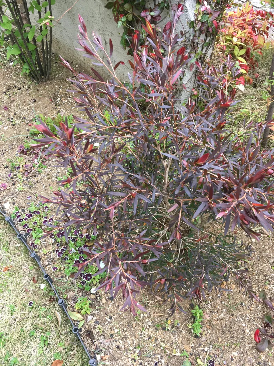 楽天市場】［生産者直送］ティーツリー カッパーグロー メラレウカ