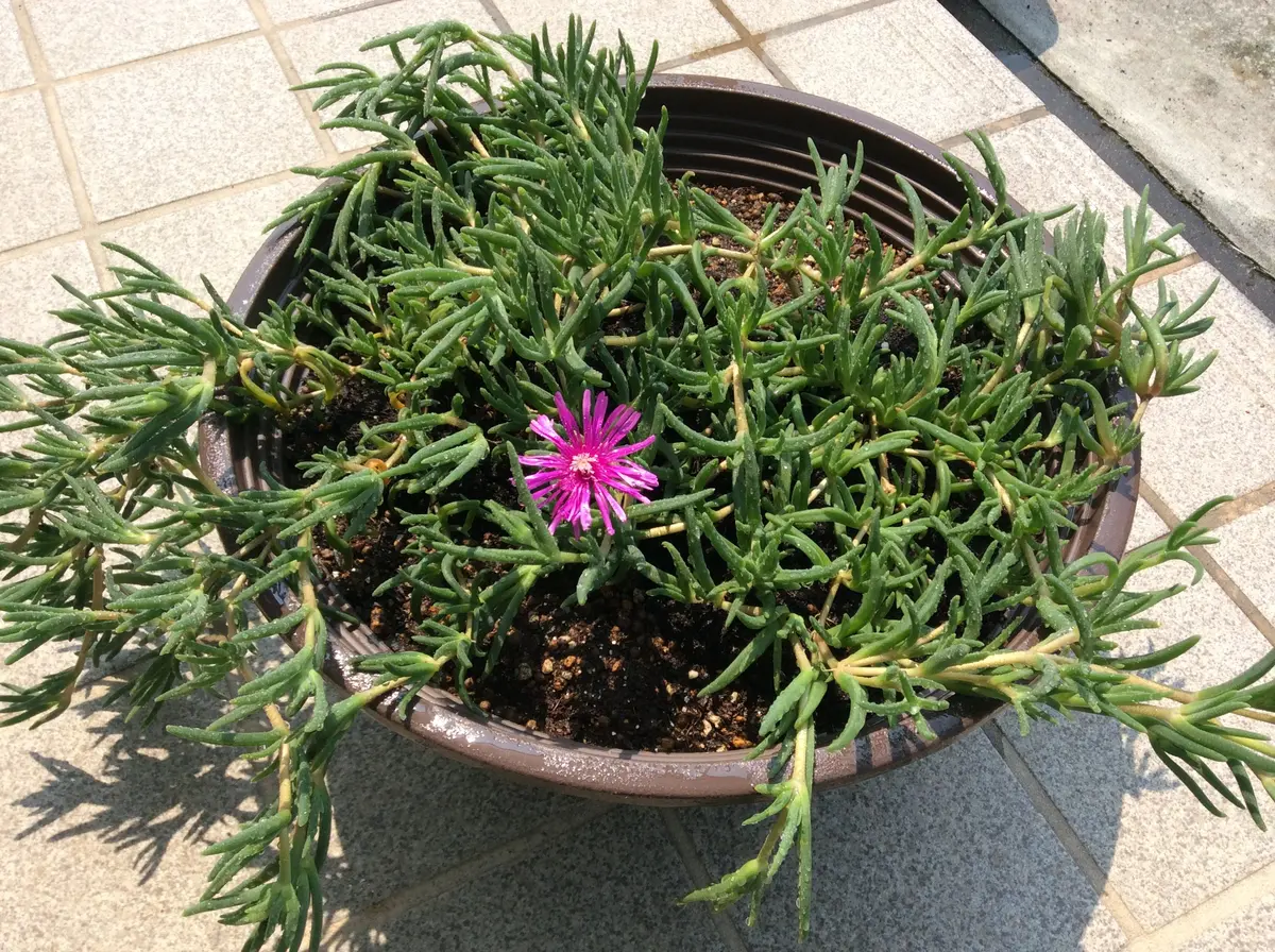 マツバギク｜そだレポ（栽培レポート）bySpice｜みんなの趣味の園芸
