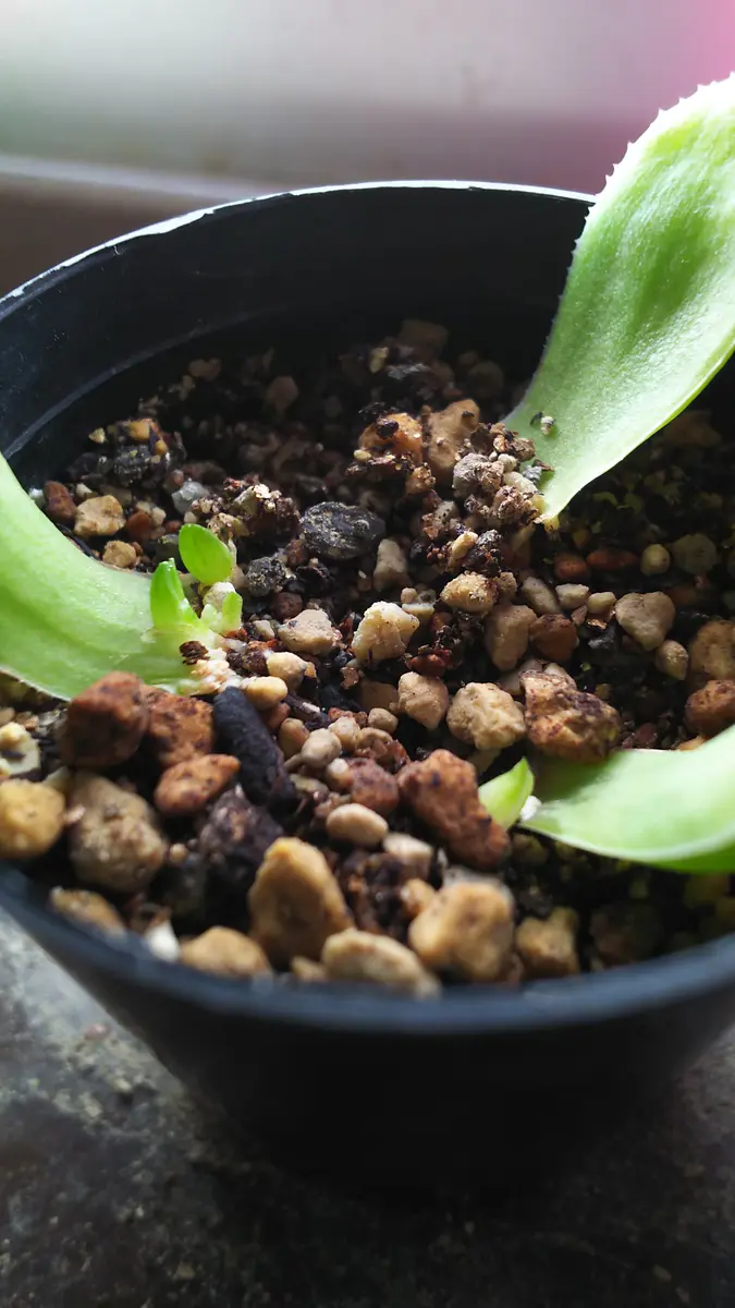 ハオルチアの葉挿し｜そだレポ（栽培レポート）by肥後太郎｜みんなの