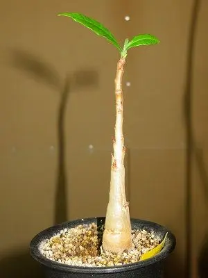 エンタンドロフラグマ・カウダツム実生・・塊根植物・・｜そだレポ