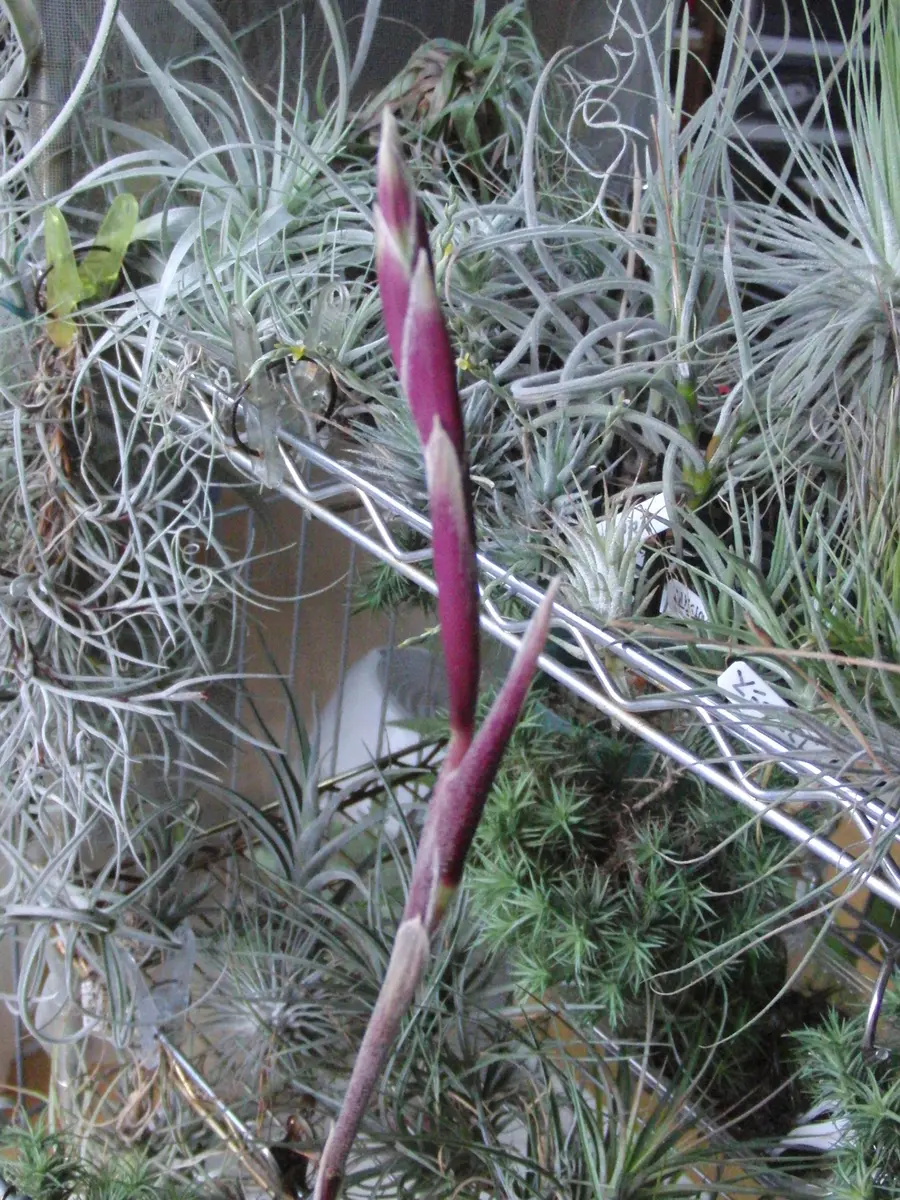 ストラミネア ディープパープル｜そだレポ（栽培レポート）by竹内