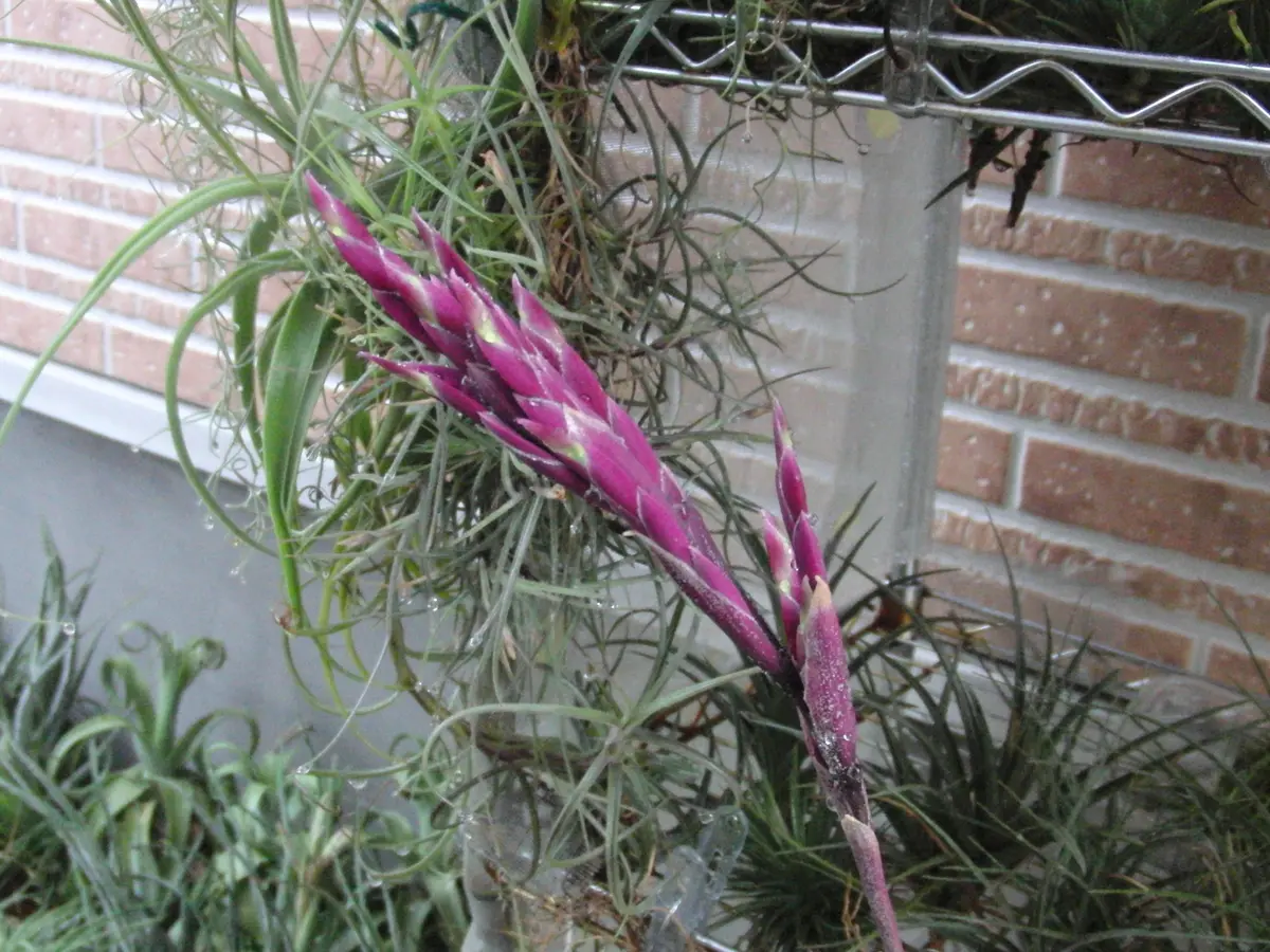 ストラミネア ディープパープル｜そだレポ（栽培レポート）by竹内