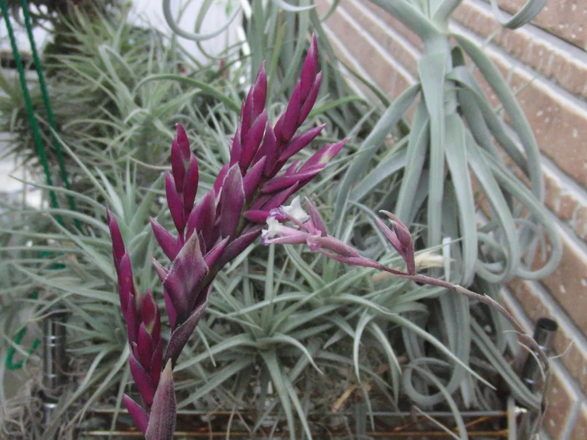 ストラミネア ディープパープル｜そだレポ（栽培レポート）by竹内