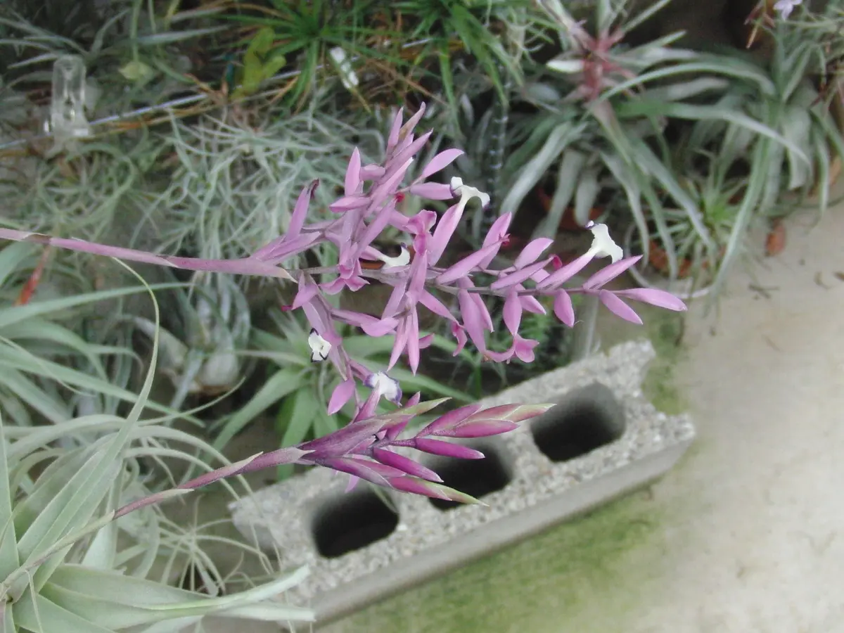 ストラミネア ディープパープル｜そだレポ（栽培レポート）by