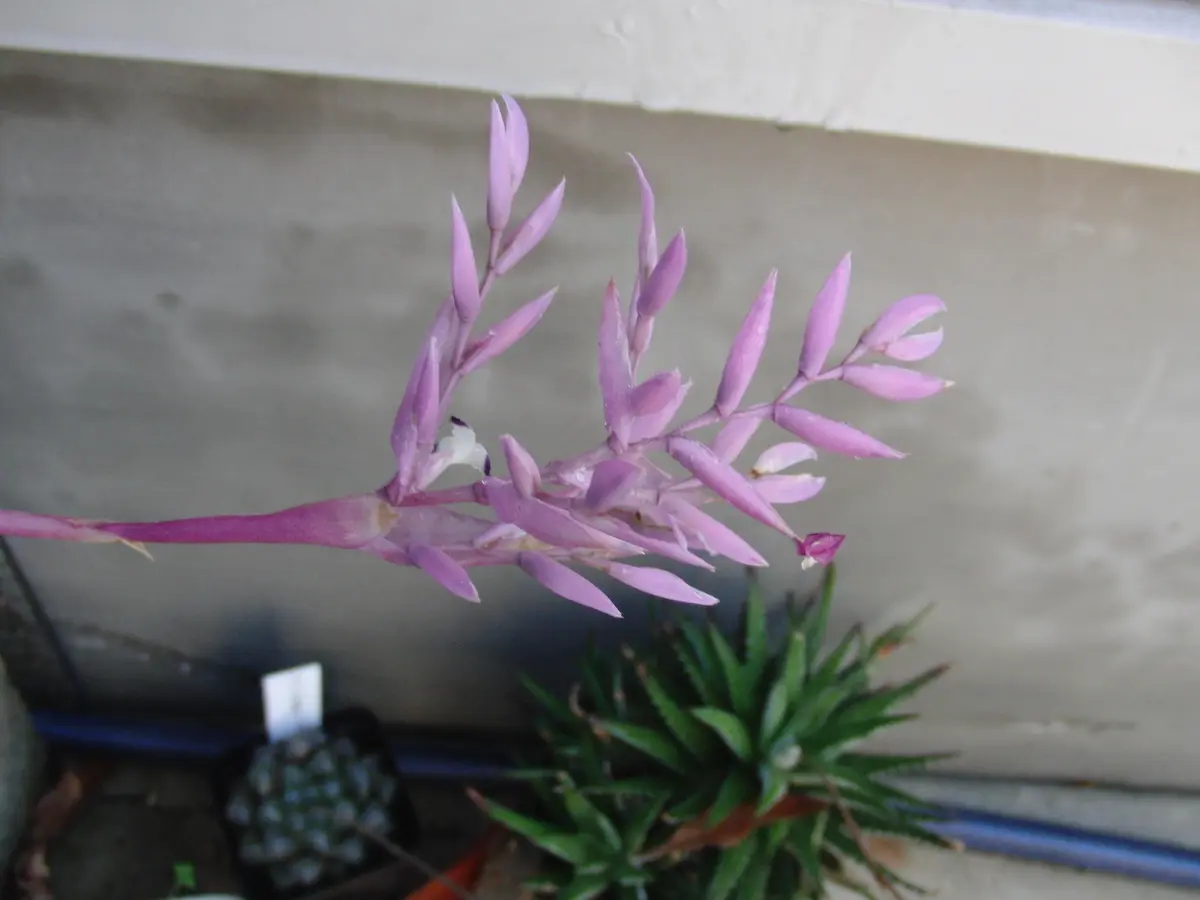 ストラミネア ディープパープル｜そだレポ（栽培レポート）by竹内