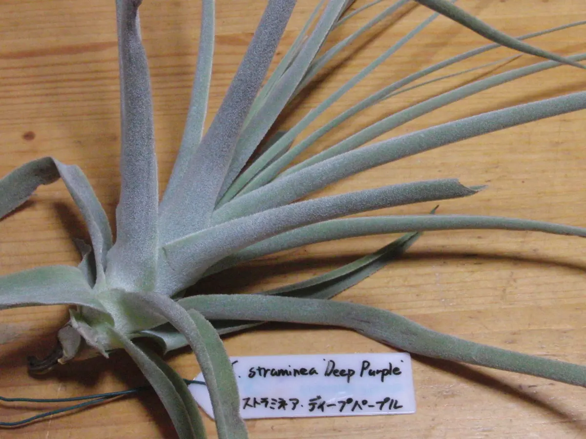 ストラミネア ディープパープル｜そだレポ（栽培レポート）by竹内