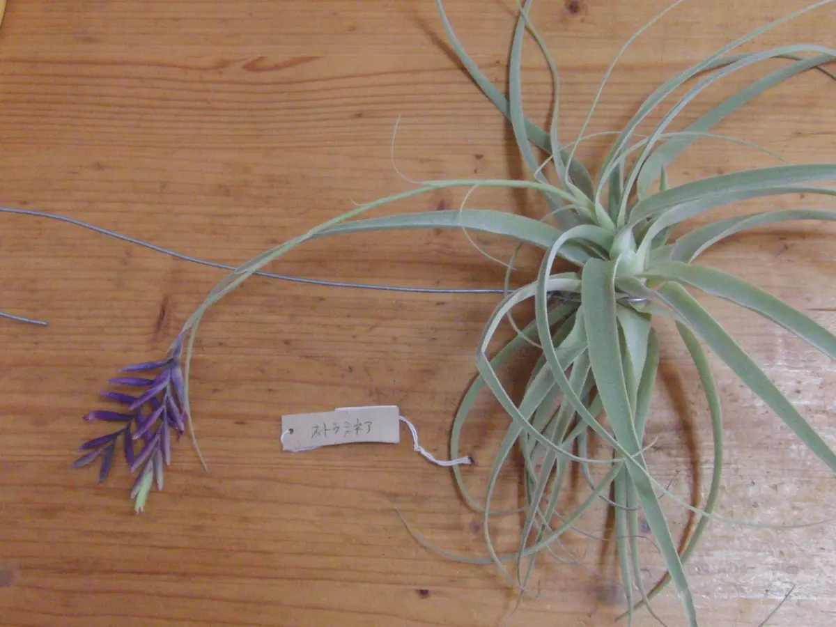 ストラミネア ディープパープル｜そだレポ（栽培レポート）by竹内