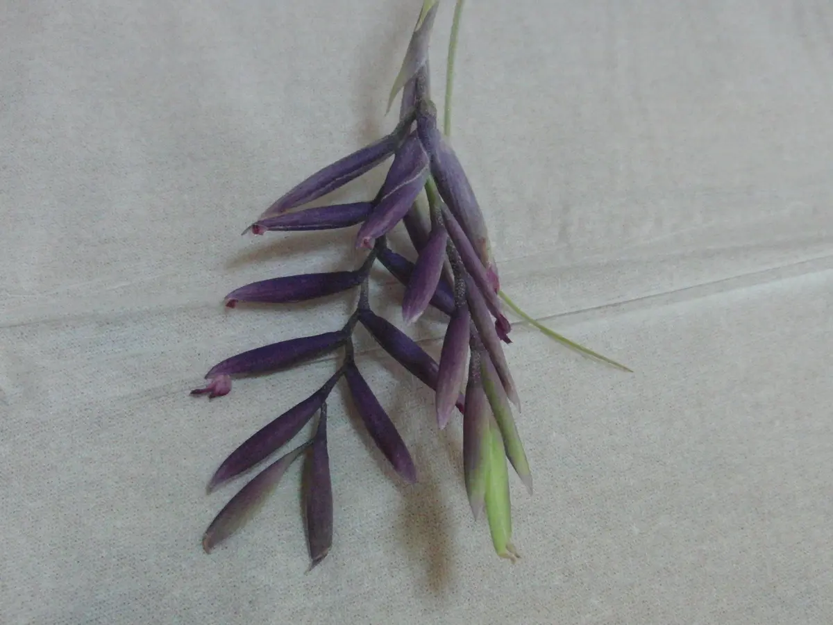 MEOWWWTHRA】スドラソフビパープル蓄光ver