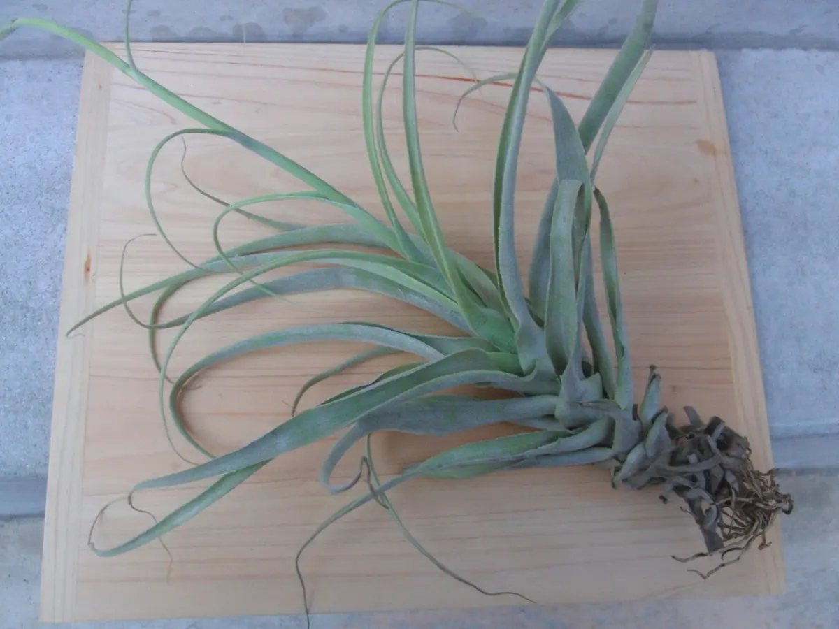 ストラミネア ディープパープル｜そだレポ（栽培レポート）by竹内