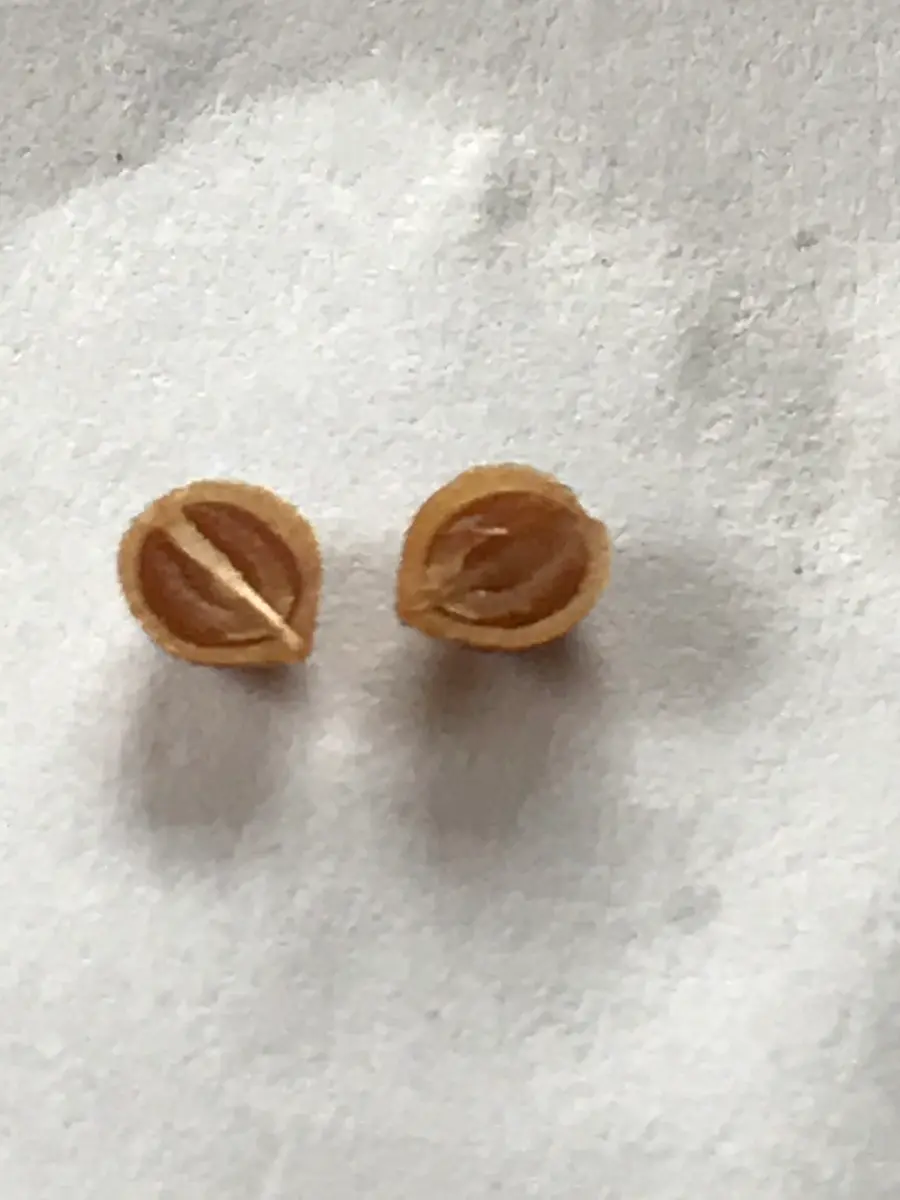 パクチー種700g藤本 パクチー種｜そだレポ（栽培レポート）byこにし｜みんなの趣味の園芸