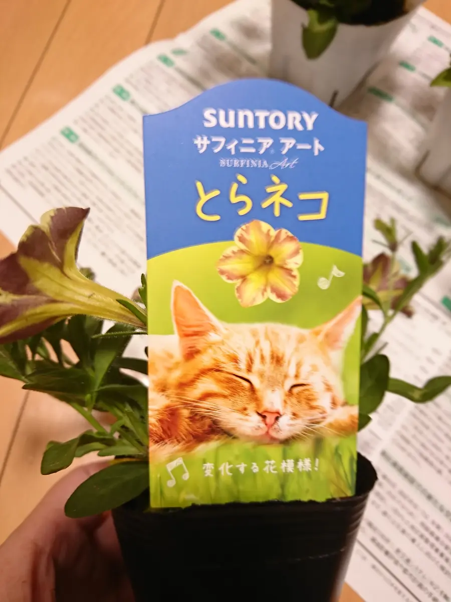 元気になって、トラねこ編｜そだレポ（栽培レポート）byfujimako