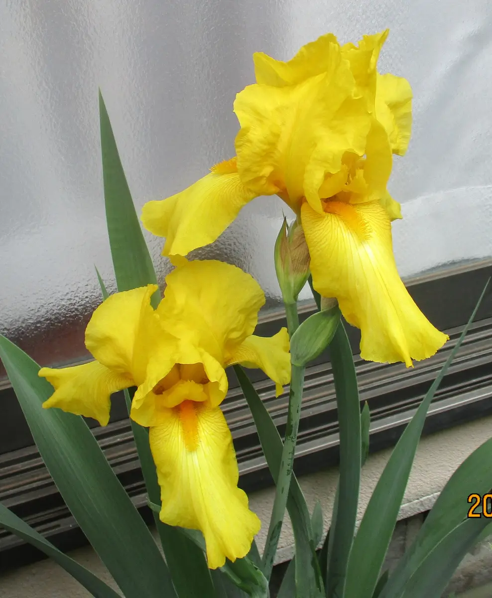 2020年 ジャーマンアイリス・オレンジ系イエロー｜そだレポ（栽培