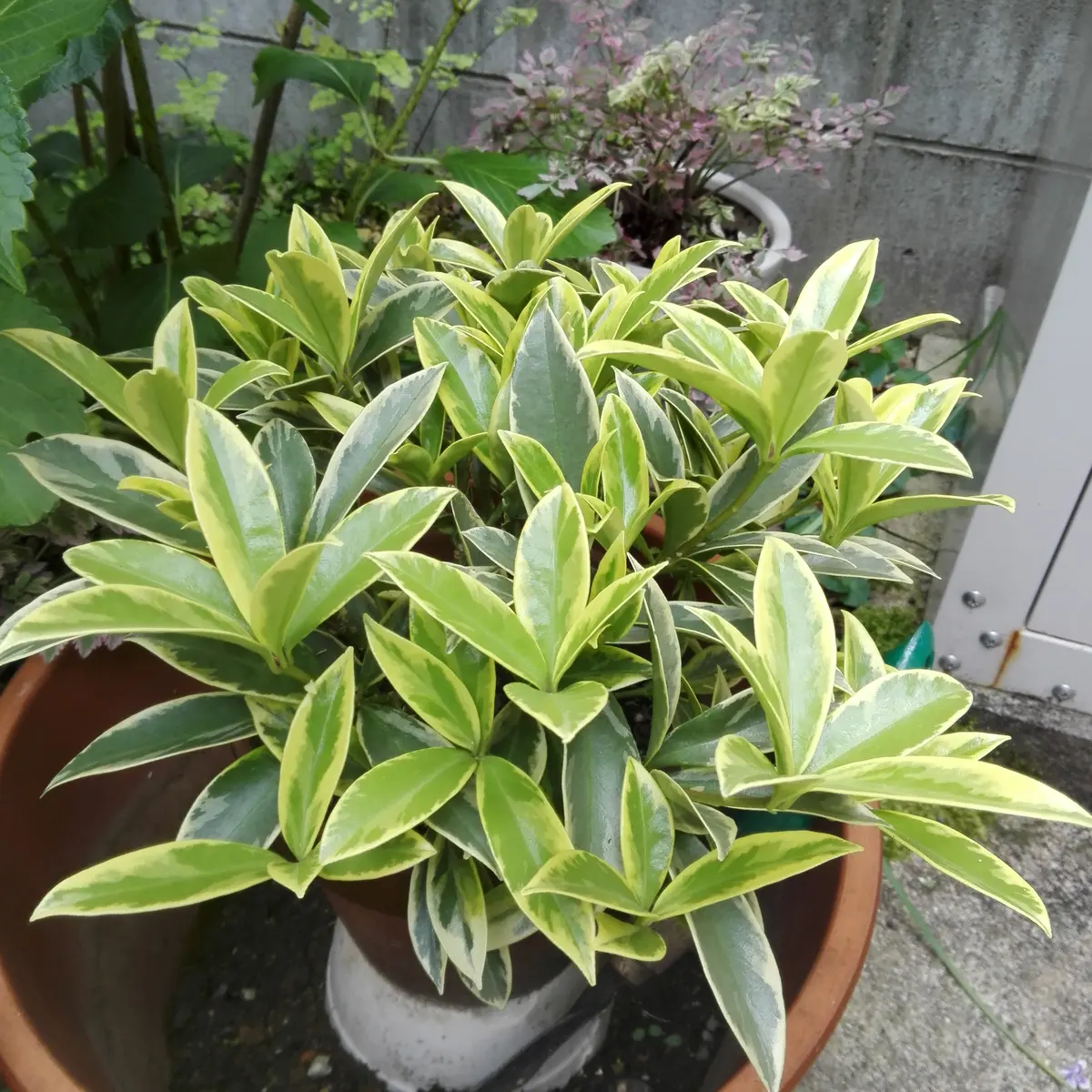 誕生日に自分で買ったBDプレゼント スキミア マジックマルロー｜そだ