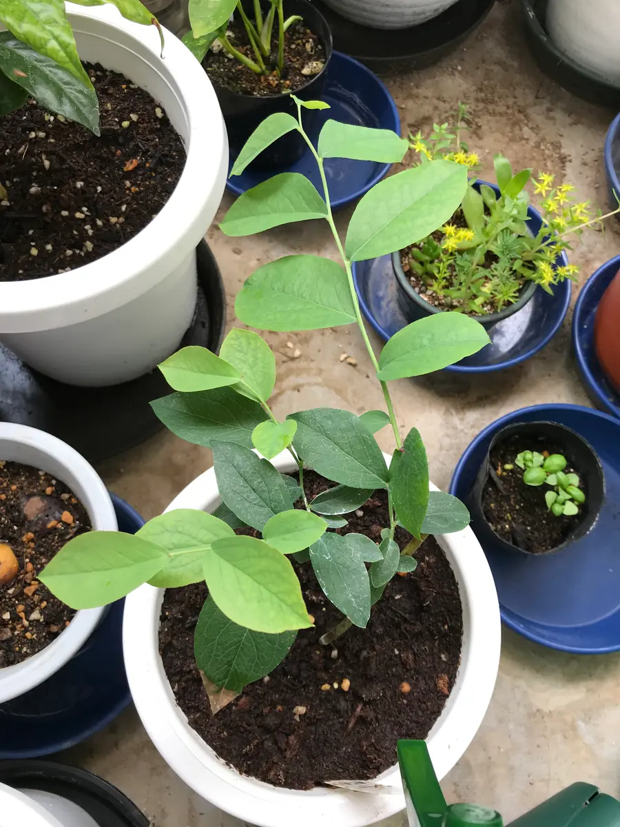 ブルーベリー苗　オニール＆シャープブルー大苗2本セット ブルーベリー苗 オニール大苗2本セット ブルーベリー苗 オニール