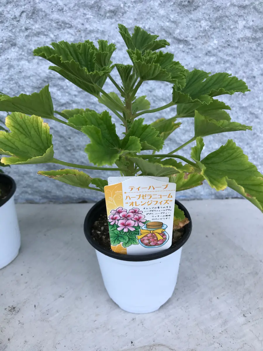 終了】ハーブゼラニュウム☆オレンジフィズ｜そだレポ（栽培レポート