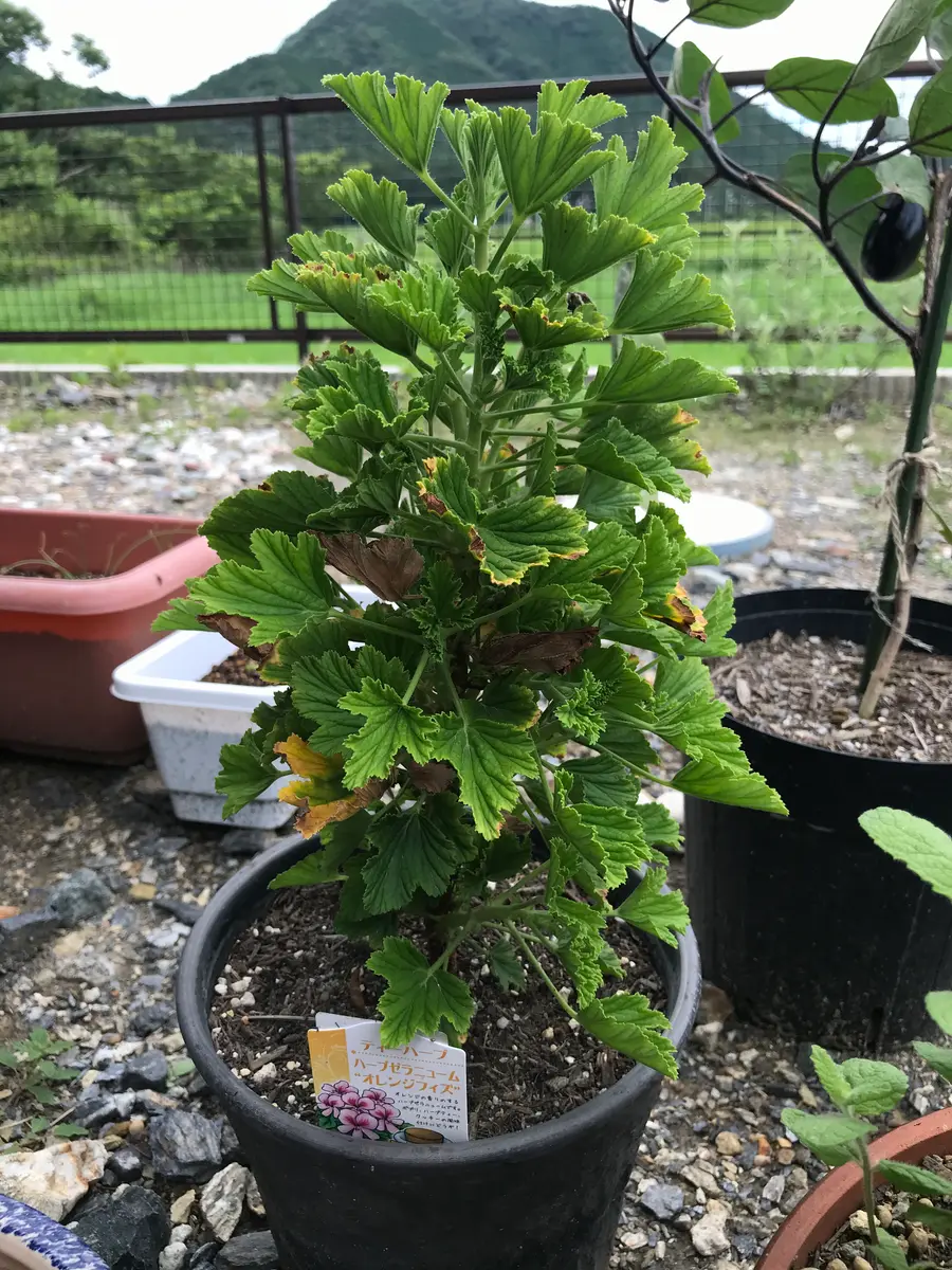 終了】ハーブゼラニュウム☆オレンジフィズ|そだレポ(栽培レポート 終了】ハーブゼラニュウム☆オレンジフィズ|そだレポ(栽培レポート