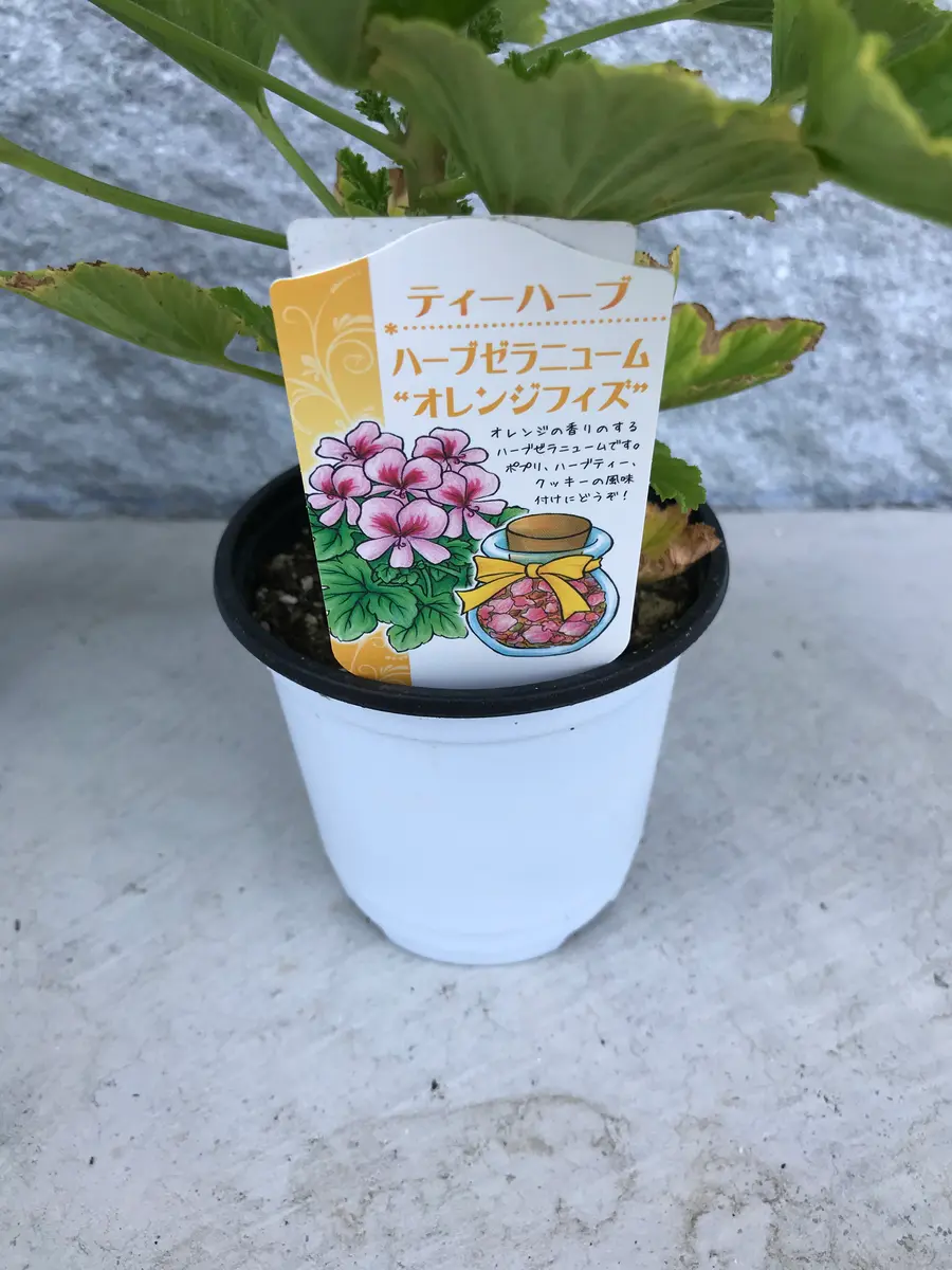 終了】ハーブゼラニュウム☆オレンジフィズ｜そだレポ（栽培レポート