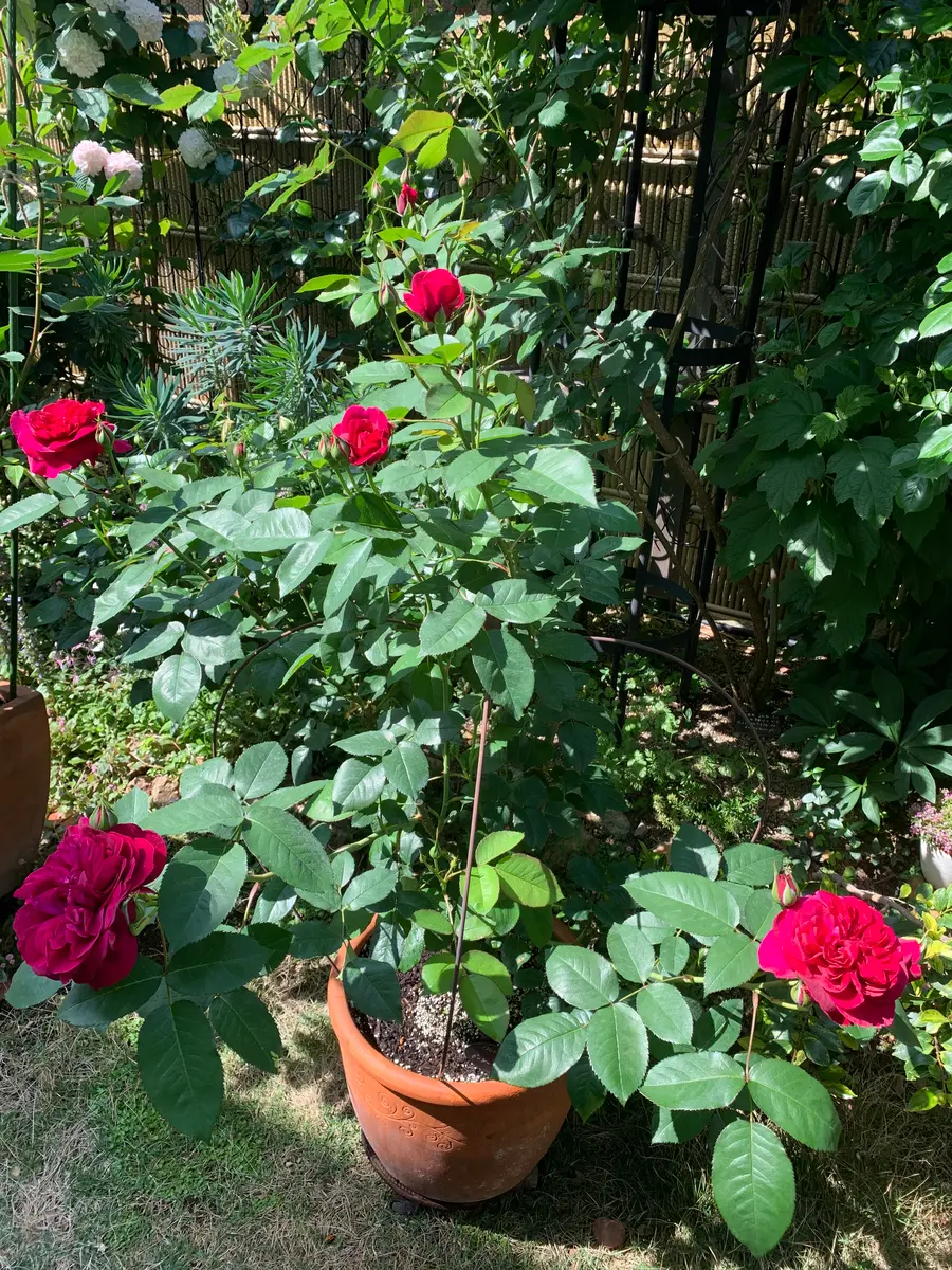 香りの良い赤バラ｜そだレポ（栽培レポート）byかめのすけ｜みんなの