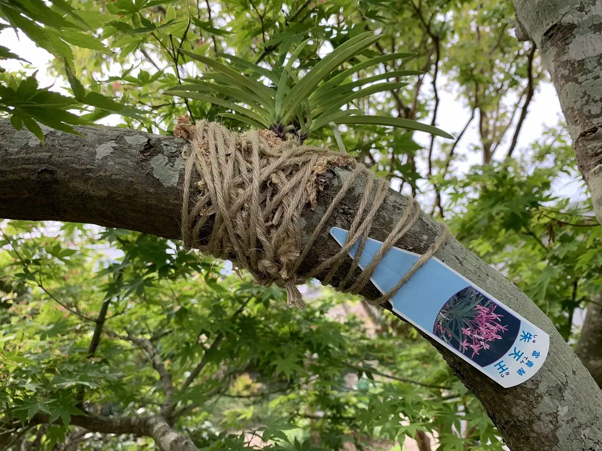 ラン科の植物 樹木に着生 セッコクの大株です　横30cm 縦20cm ラン科の植物 樹木に着生 セッコクの大株です 横30cm 縦20cm セッコク