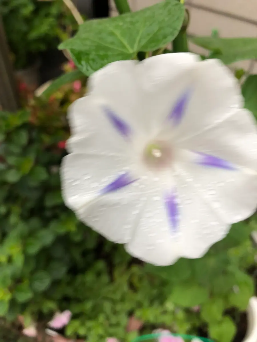 レア☆ミルキーウェイ変化朝顔☆淡いパープル美しいフリル咲き☆開花苗