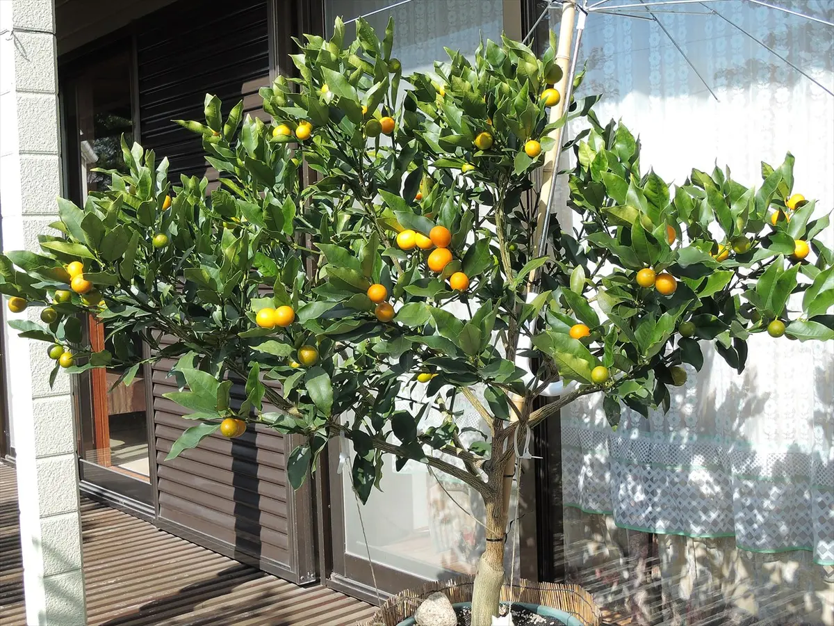 そろそろ収穫できそう「種なし金柑ぷちまる1」-そだレポ｜みんなの趣味