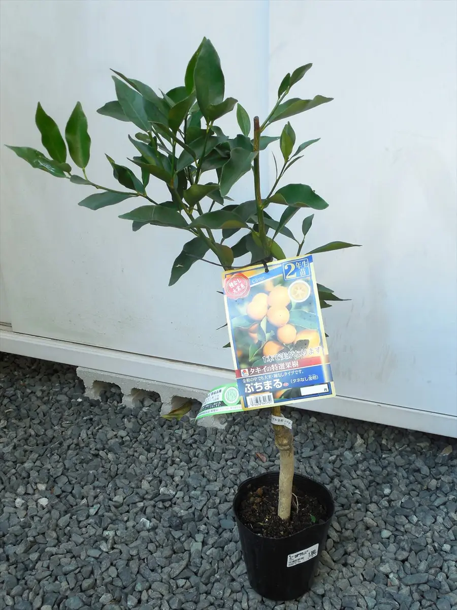 種なし金柑ぷちまる1｜そだレポ（栽培レポート）bysiestite｜みんなの