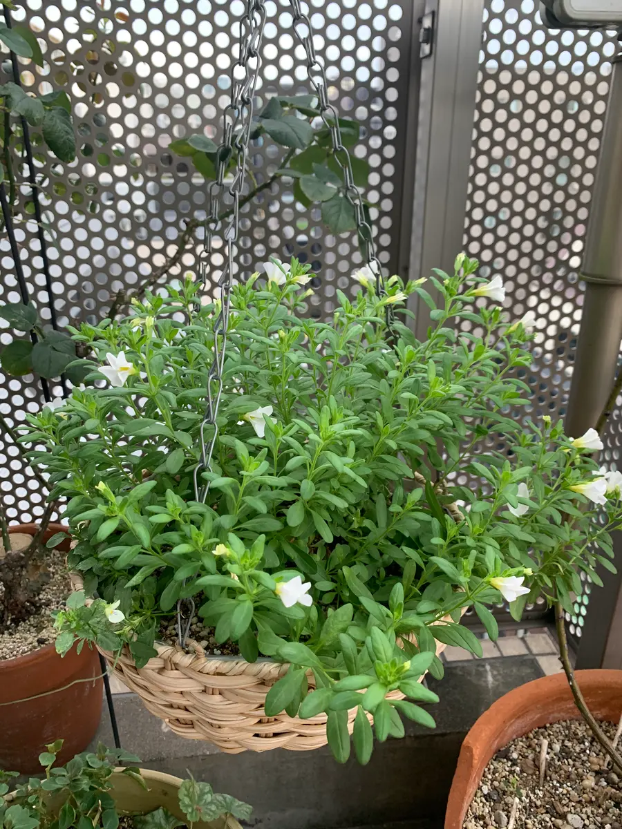 かわいい白花かご｜そだレポ（栽培レポート）byかなとん｜みんなの趣味