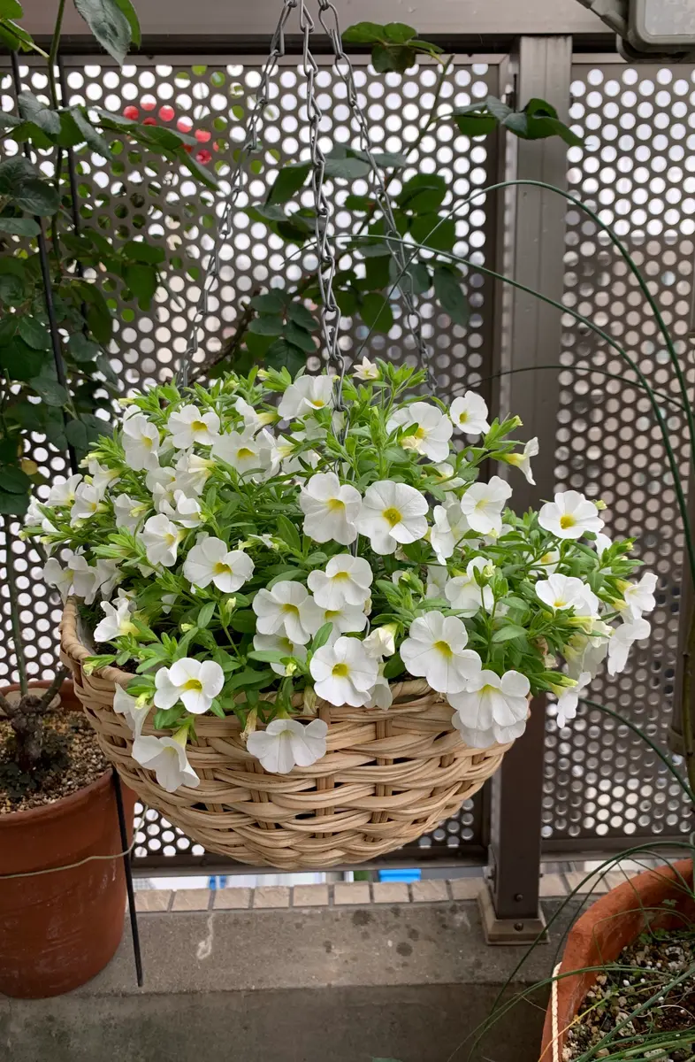 かわいい白花かご｜そだレポ（栽培レポート）byかなとん｜みんなの趣味
