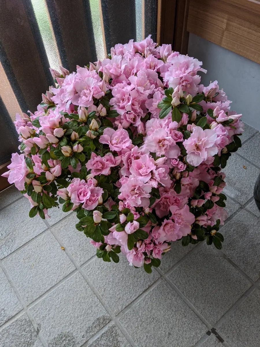 Top【選抜株】多肉植物　361455アザレア　80個　鉢無し/脱土 アザレアの鉢植え｜そだレポ（栽培レポート）byあみの｜みんなの趣味の園芸