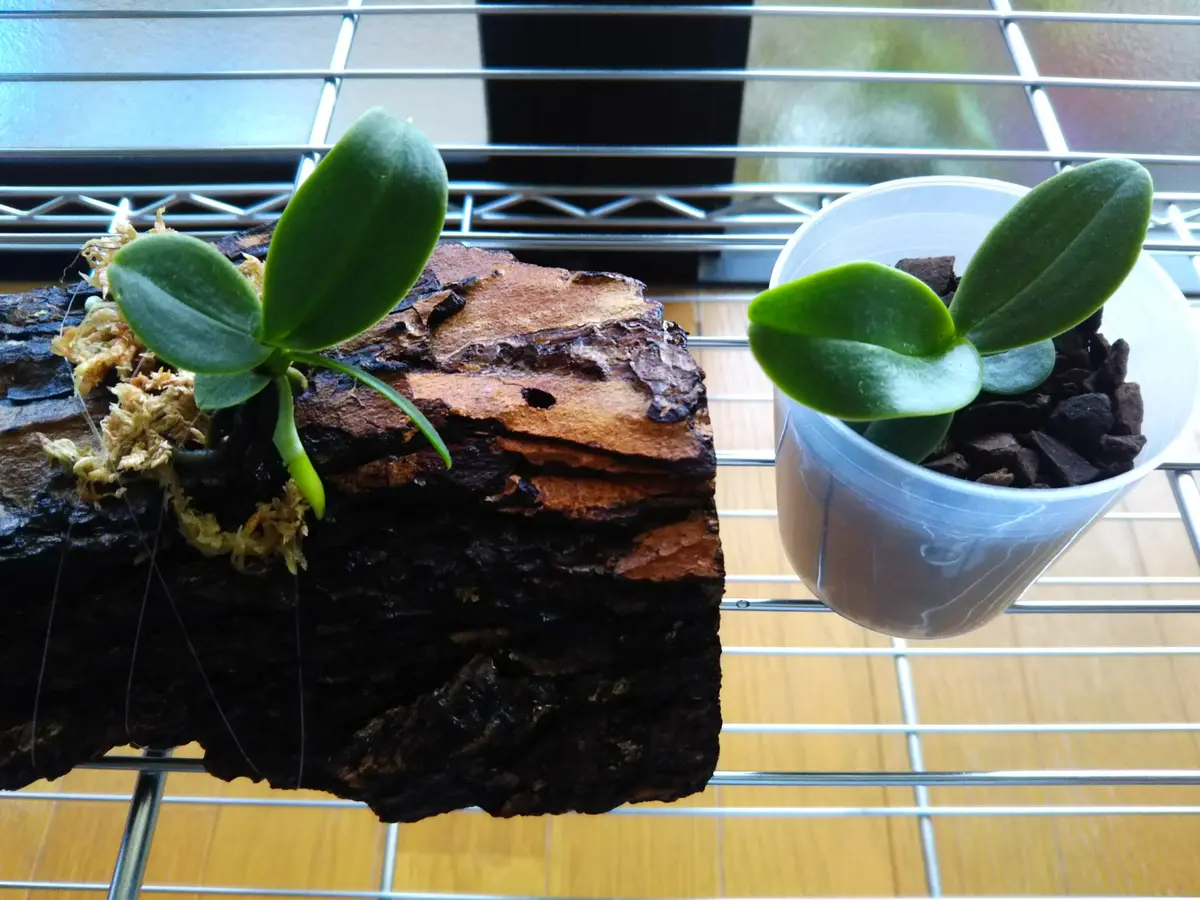 低価格 20.0425一株を板付にしました「双子のナゴランを育てる」-そだ 花