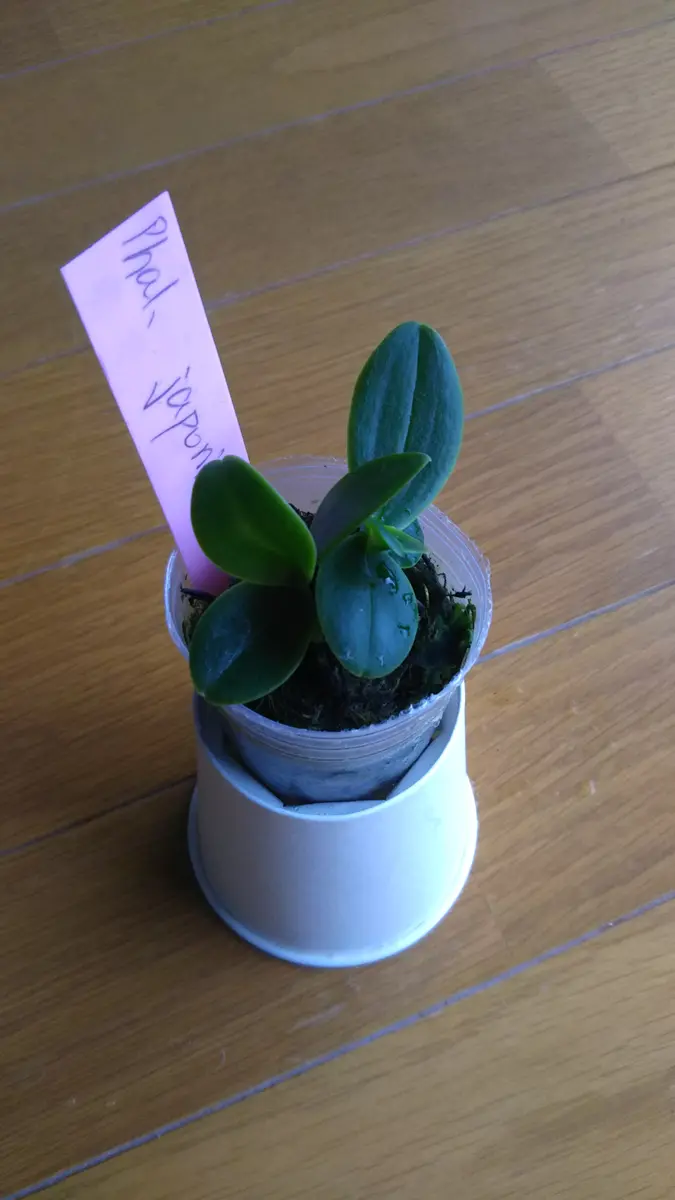 双子のナゴランを育てる｜そだレポ（栽培レポート）byミルキー・ノン