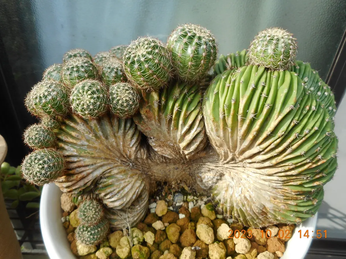 綴化　斑入り　Echinopsis 仔株付き　木質化　鉢のまま発送　サボテン 綴化 斑入り Echinopsis 仔株 木質化 鉢のまま サボテン