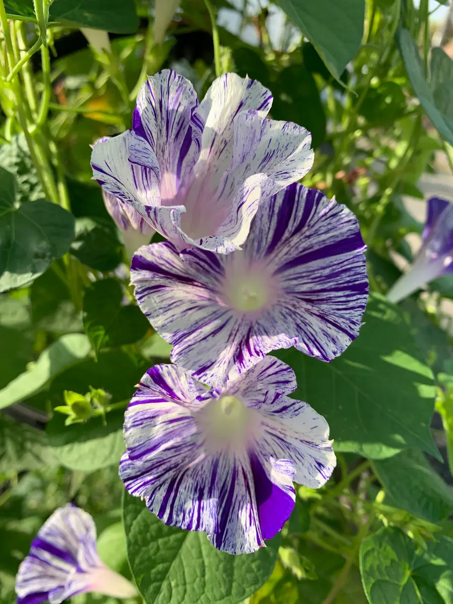 絵画のような江戸風情を咲かせたい｜そだレポ（栽培レポート）by