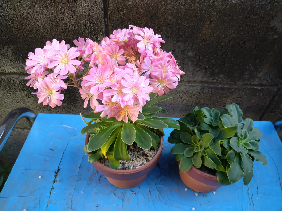 レウイシア株分け｜そだレポ（栽培レポート）byムラサキシキブ0609 