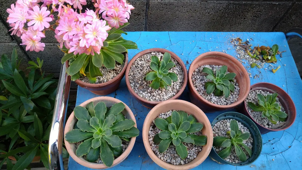 L3109-79 英国ヴィンテージ エドワーディアン フラワースタンド