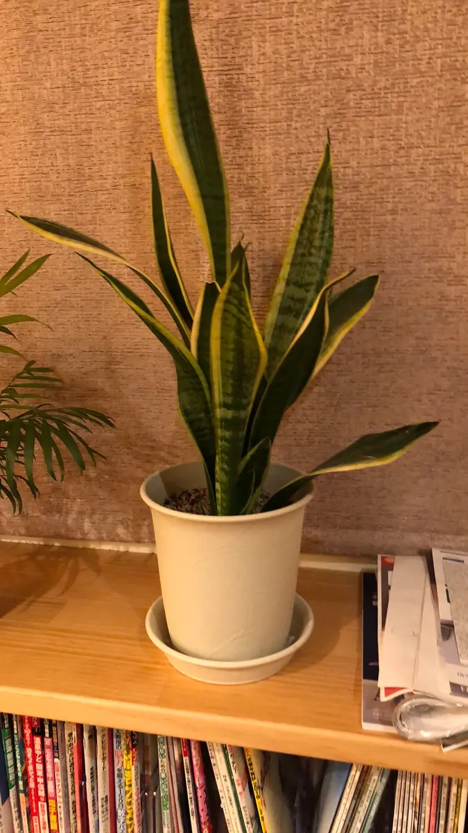3倍以上に成長！我が家のサンスベリア｜そだレポ（栽培レポート）by