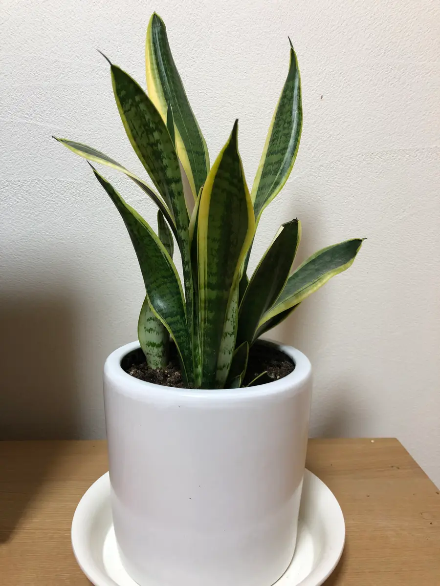 EMP サンセベリア Nok yung / 左が成長イメージ SA419 EMP サンセベリア Nok yung / 左が成長イメージ SA419 - メルカリ