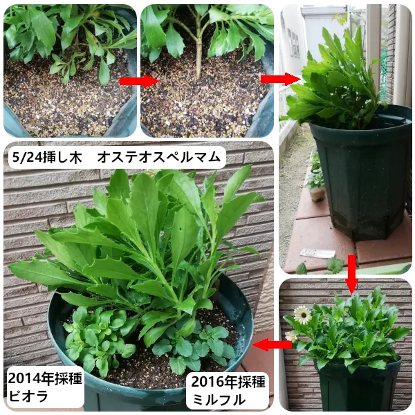 オステオスペルマム挿し木苗3種セット オステオスペルマム挿し木苗3種セット オステオスペルマム挿し木