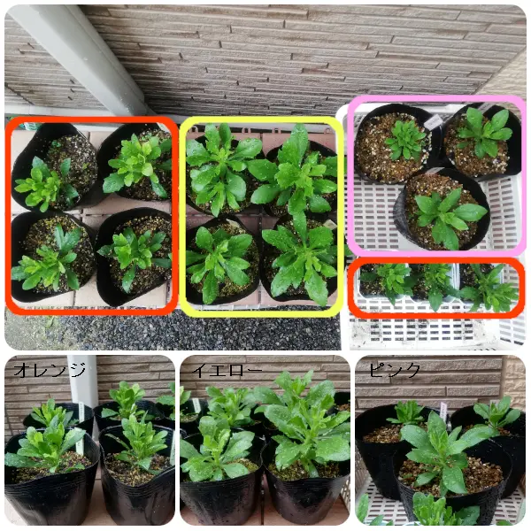 2020年 オステオスペルマム(挿し木)①｜そだレポ（栽培レポート