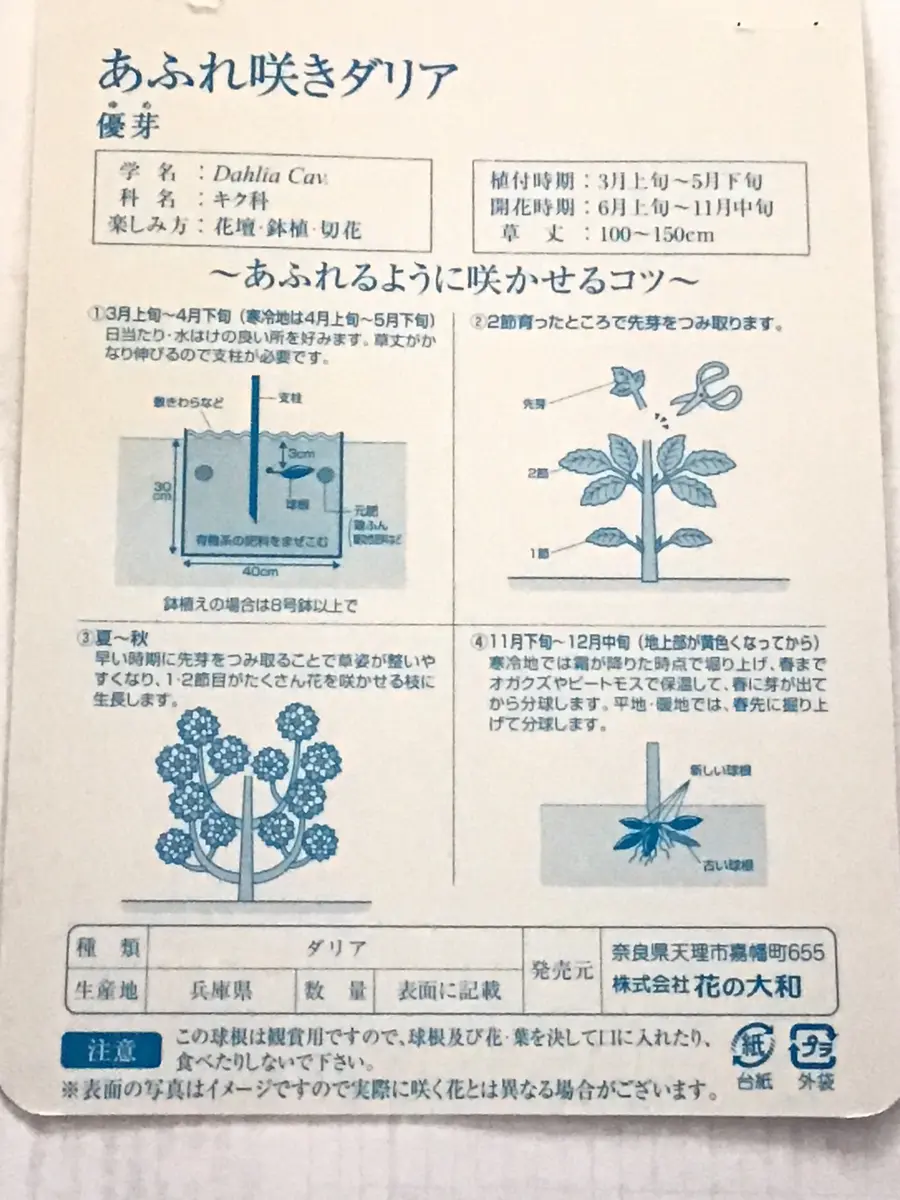あふれ咲きダリアの名前通りに咲いて！｜そだレポ（栽培レポート）by