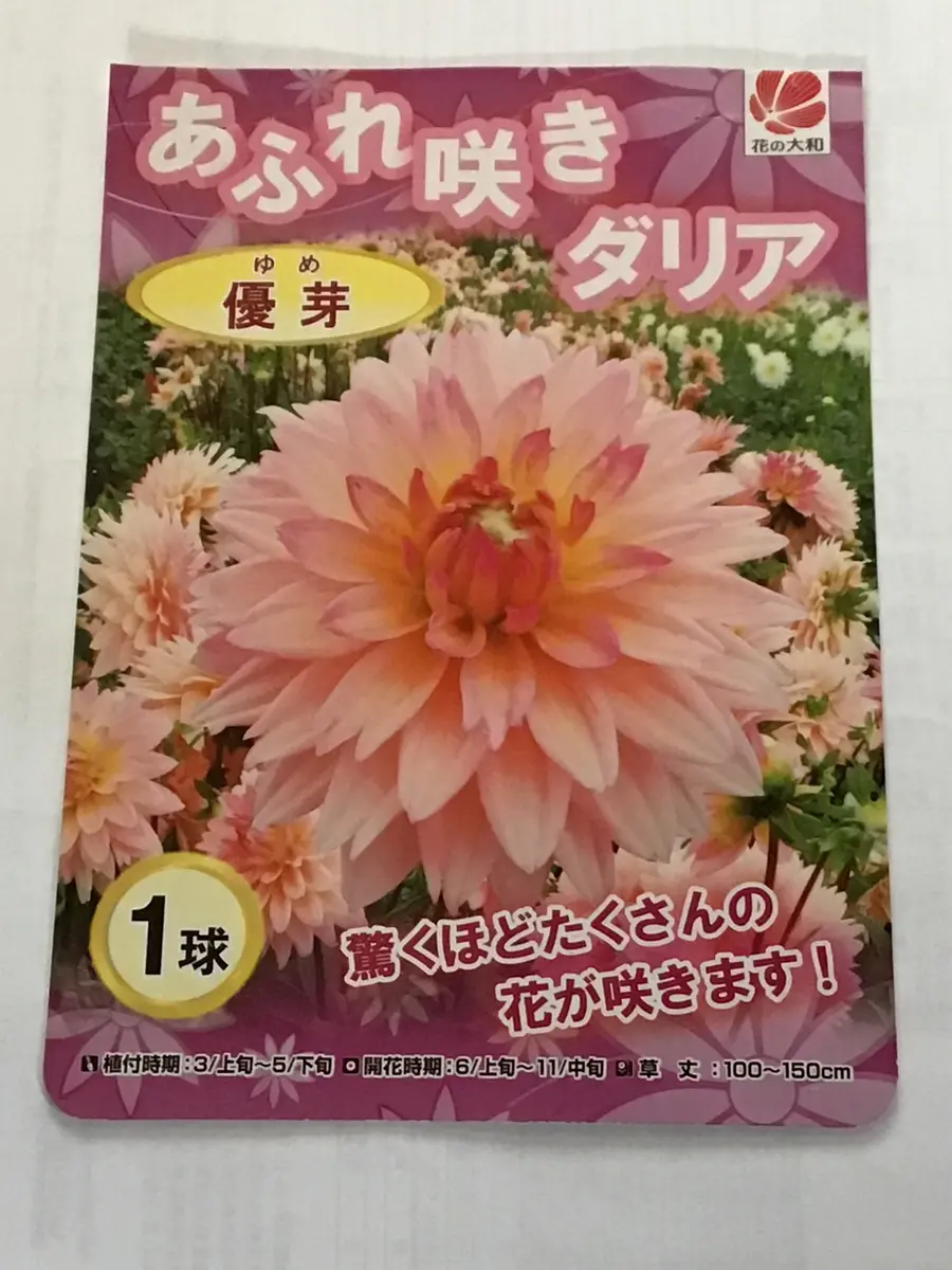 あふれ咲きダリアの名前通りに咲いて！｜そだレポ（栽培レポート）by