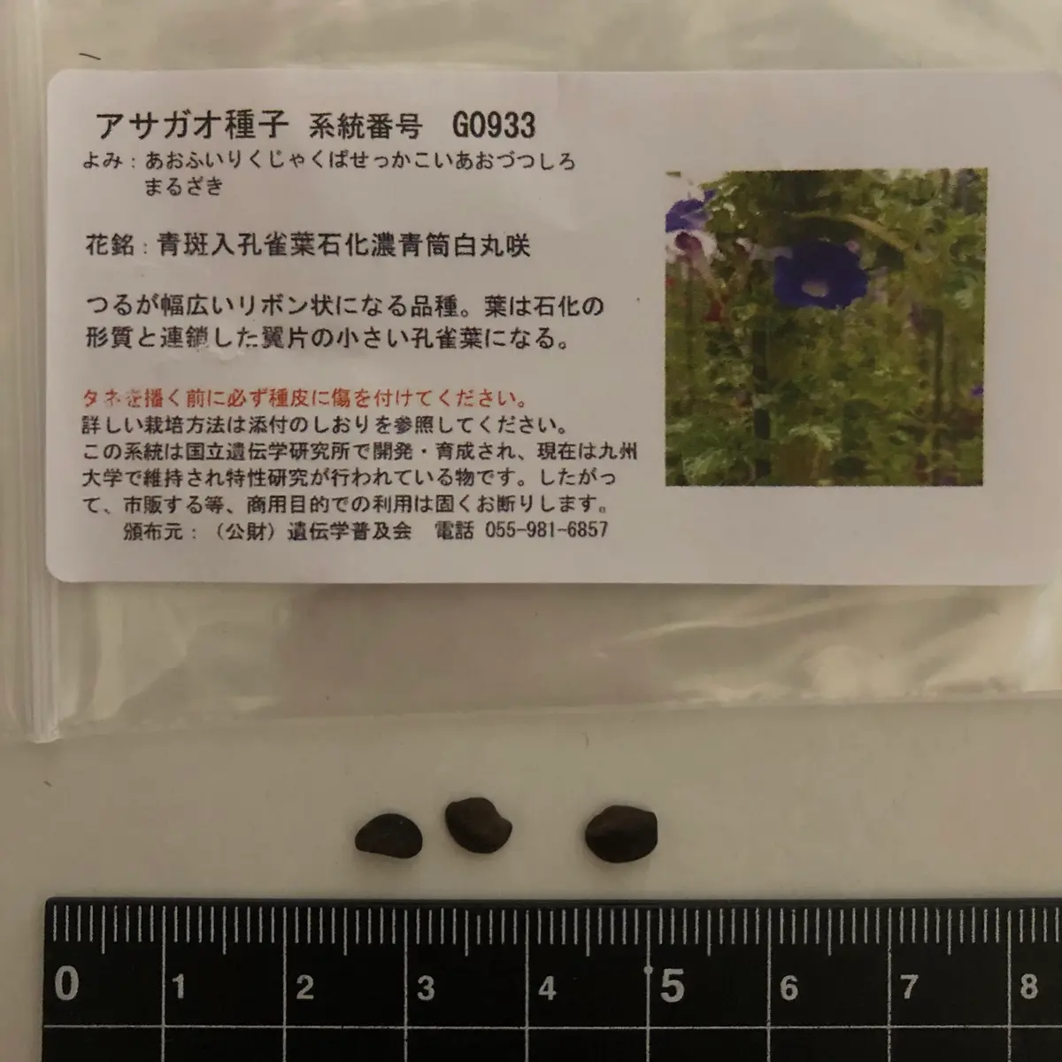 変化朝顔チャレンジ中！Vol.1【青斑入孔雀葉石化濃青筒白丸咲