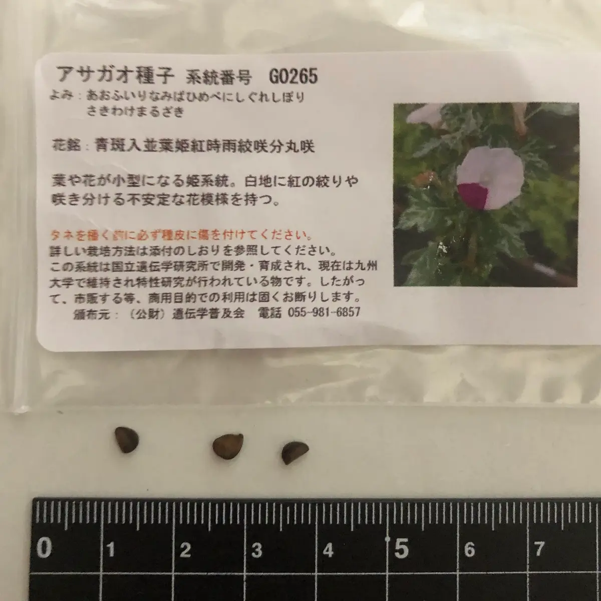 変化朝顔チャレンジ中！Vol.2【青斑入並葉姫紅時雨絞咲分丸咲